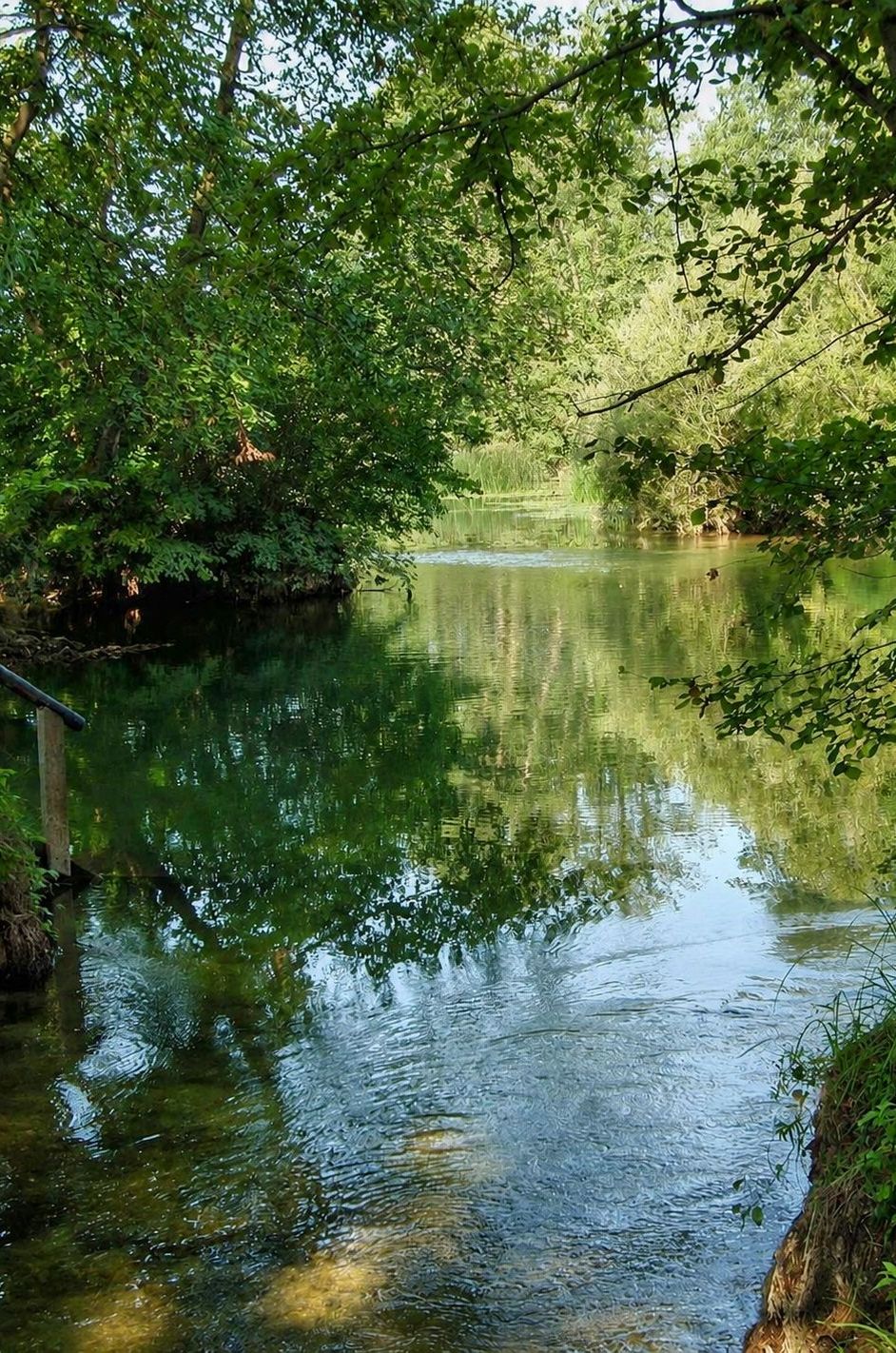 Mreznica3